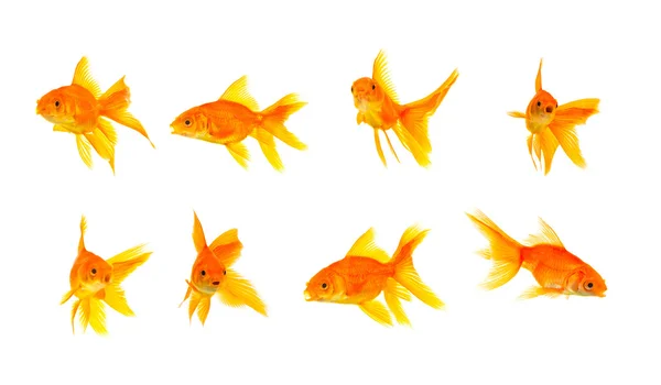 stock image Goldfishes