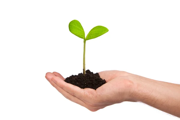 Male hand hold a small sprout and an earth handful — Stock Photo, Image