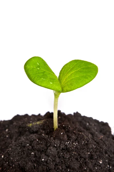 Heap dirt with a green plant sprout isolated — Stock Photo, Image