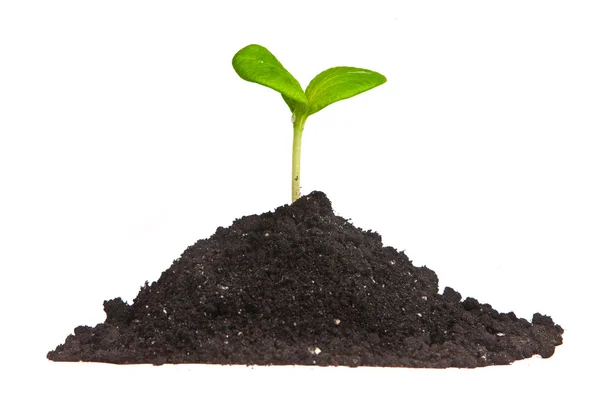 Heap vuil met een groene plant sprout geïsoleerd — Stockfoto