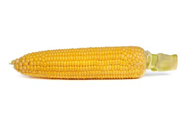 Fresh uncooked corn on the cob clipart