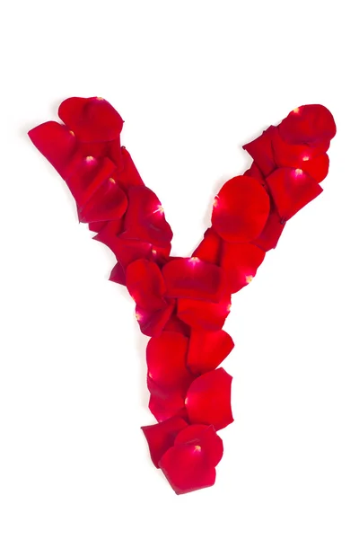 Letter Y made from red petals rose on white — Stock Photo, Image