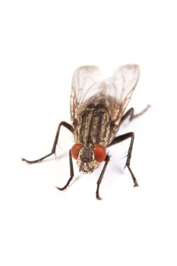 Beyaz üzerinde izole sinek. Housefly makro çekim,