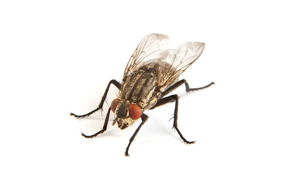 Fly elszigetelt fehér. makro lövés housefly, — Stock Fotó