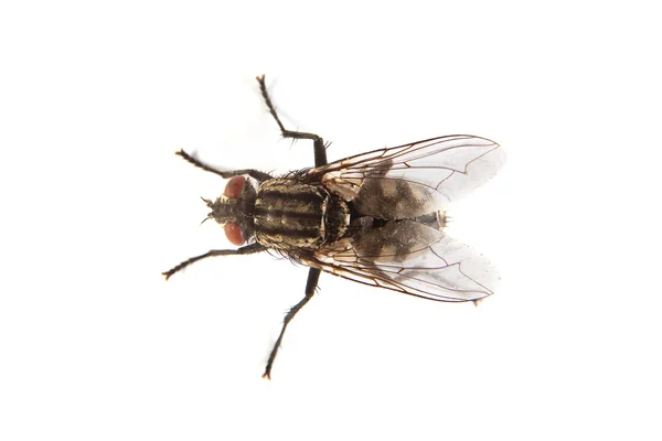 Fly elszigetelt fehér. makro lövés housefly, — Stock Fotó