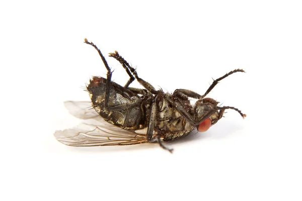 Voler isolé sur blanc. Plan macro d'une mouche domestique morte — Photo