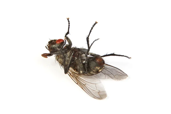 Vola isolata sul bianco. Macro shot di una mosca morta — Foto Stock