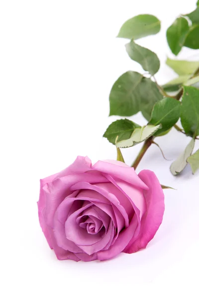 Una rosa fresca sobre fondo blanco —  Fotos de Stock