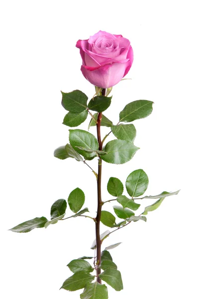 Jeden świeży róża różowy na białym tle — Zdjęcie stockowe