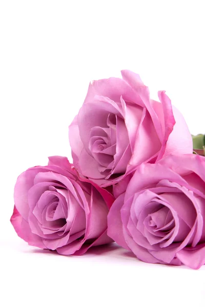 Tres rosas rosadas frescas sobre fondo blanco — Foto de Stock