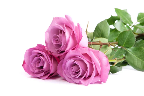 Tre rose rosa fresche su sfondo bianco — Foto Stock