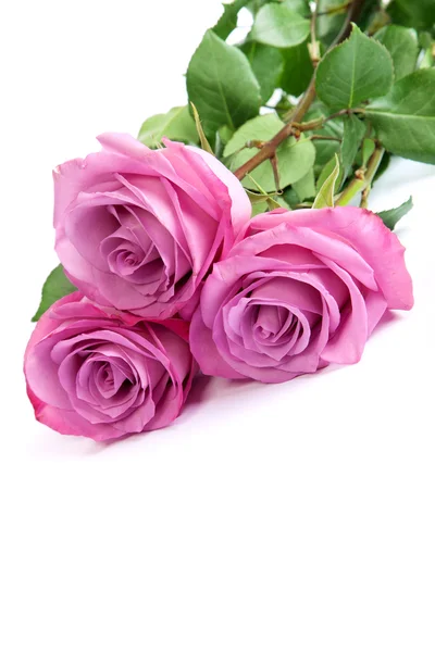 Három friss rózsaszín rózsa, fehér háttérhez képest — Stock Fotó