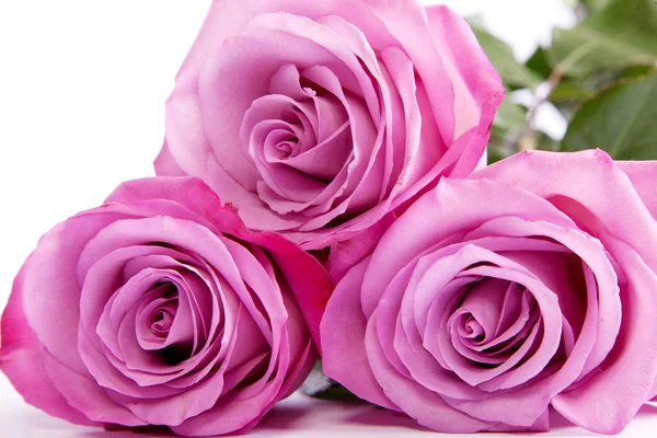 Три свежих розовых розы на белом фоне — стоковое фото