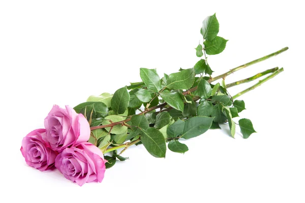白い背景の上の 3 つの新鮮なピンクのバラ — ストック写真