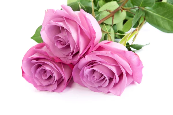 Három friss rózsaszín rózsa, fehér háttérhez képest — Stock Fotó
