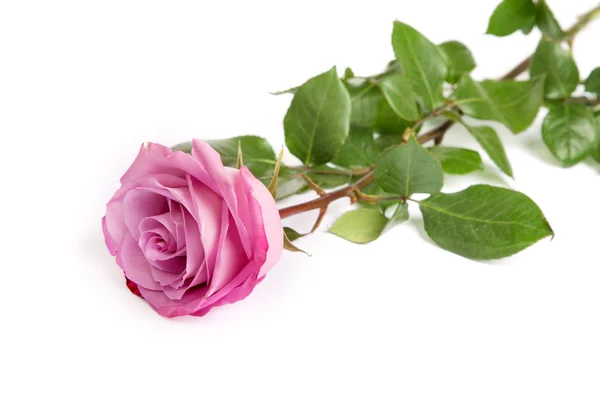 Jeden świeży róża różowy na białym tle — Zdjęcie stockowe