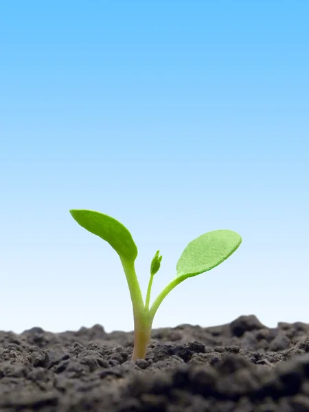 Sprout on blue sky background. — Stock Photo, Image