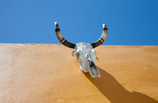 Bull skalle — Stockfoto
