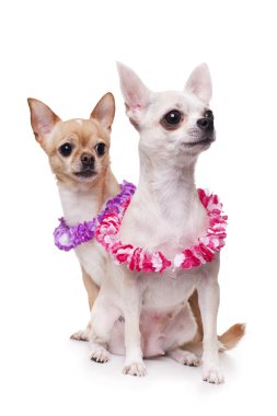 Two chihuahua clipart