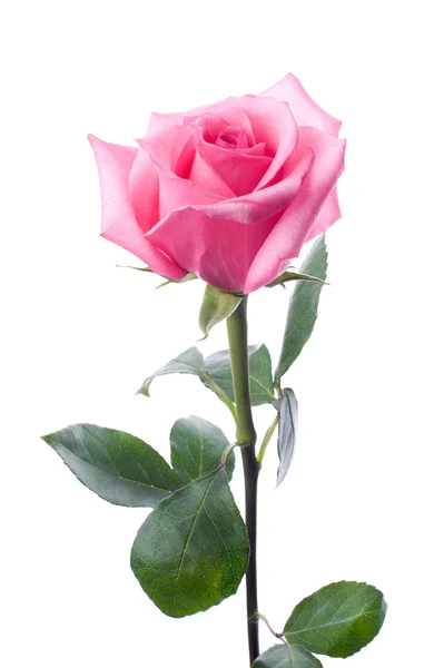 Рожеві троянди Стокове Зображення