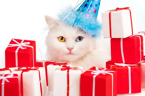 Bílá kočka s dárky — Stock fotografie