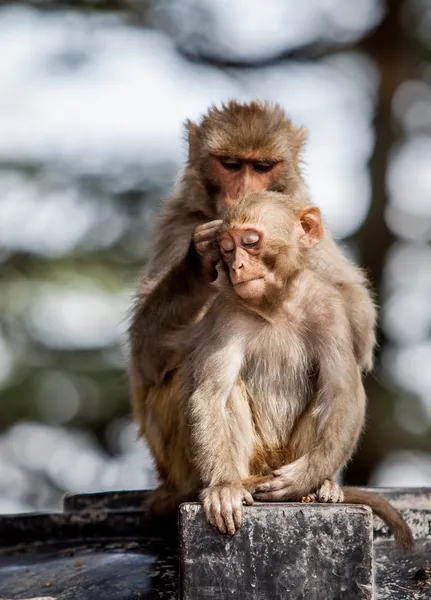 Monkey - Macacus mulatta — Stock Photo, Image