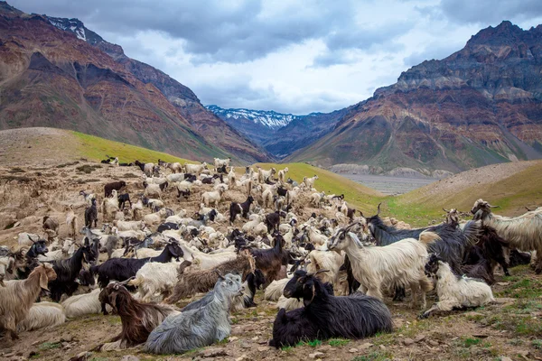 stock image Mountain goats, Spiti Valley