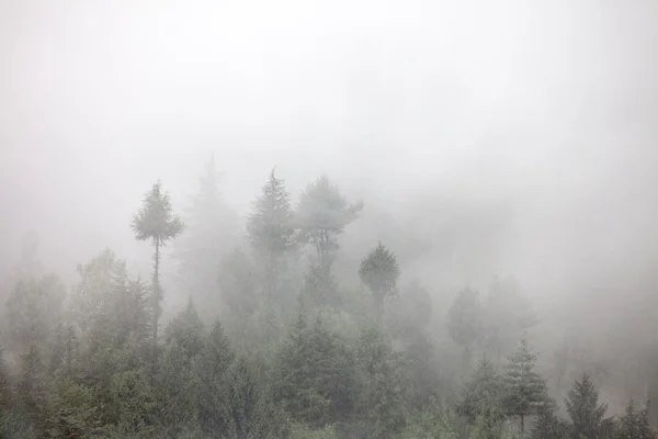 Nebbia nella foresta del mattino — Foto Stock