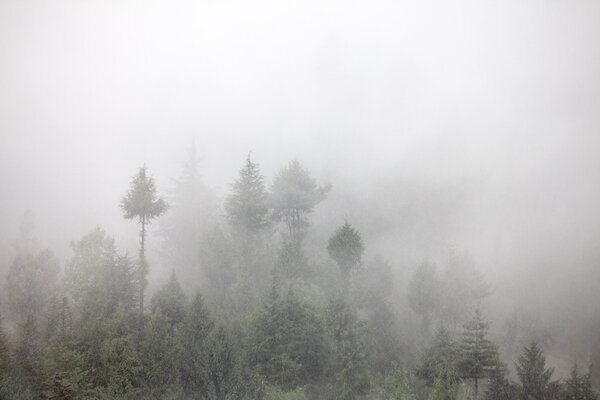 Fog in the morning forest