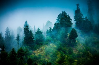 Fog in the morning forest clipart