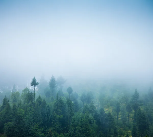 朝の森の霧 — ストック写真