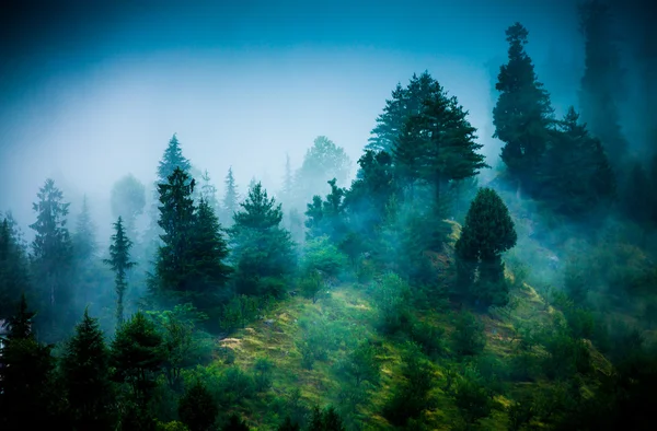 Nebel im Morgenwald Stockbild