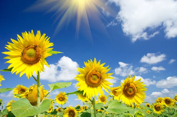 Fijne zonnebloemen en pret zon aan de hemel. — Stockfoto