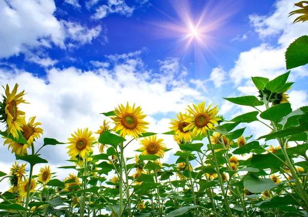 Fijne zonnebloemen en pret zon aan de hemel. — Stockfoto