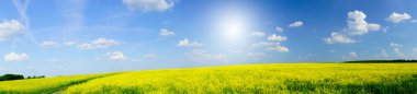 Beautiful panorama of golden rapefield and blue sky. clipart