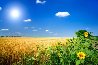 Field full of golden wheat seed. clipart