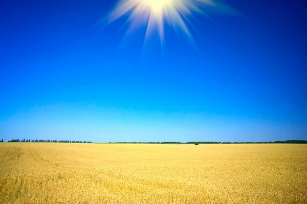 Wunderschöne Sommerlandschaft mit Getreidefeld. — Stockfoto