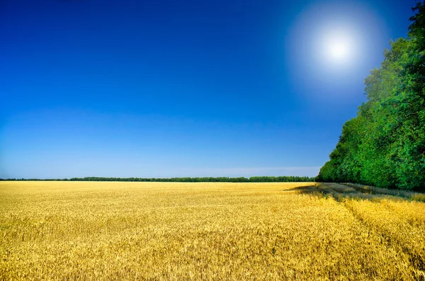 Зображення золотої пшениці . — стокове фото