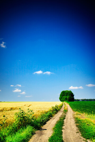 Пшеничное поле и сельская дорога
.
