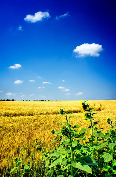 Golden sunflowers and wheat field. — Stock Photo, Image