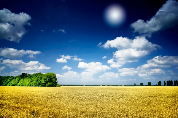 Güneş ve buğday alanı. — Stok fotoğraf