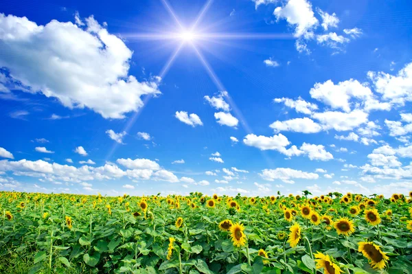 Fijne zomer gebied van zonnebloemen en zon in de blauwe hemel. — Stockfoto