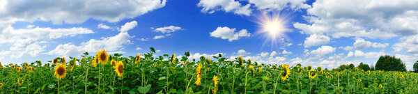 Golden sunflowers plantation.