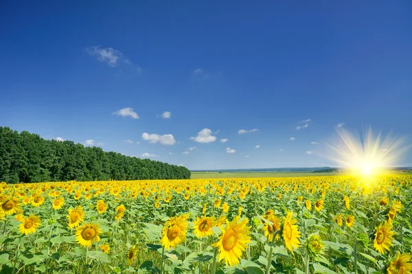 Mooi gebied van zonnebloemen door zomer. — Stockfoto