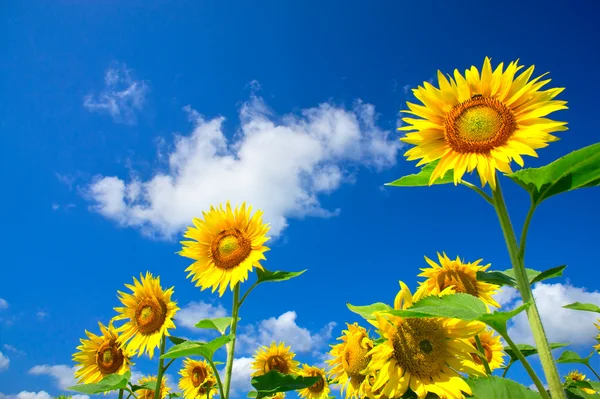 Zabawa słoneczniki wzrostu przeciw błękitne niebo. — Zdjęcie stockowe