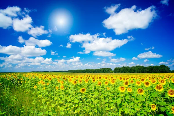 Prima beeld van gouden plantage zonnebloemen. — Stockfoto