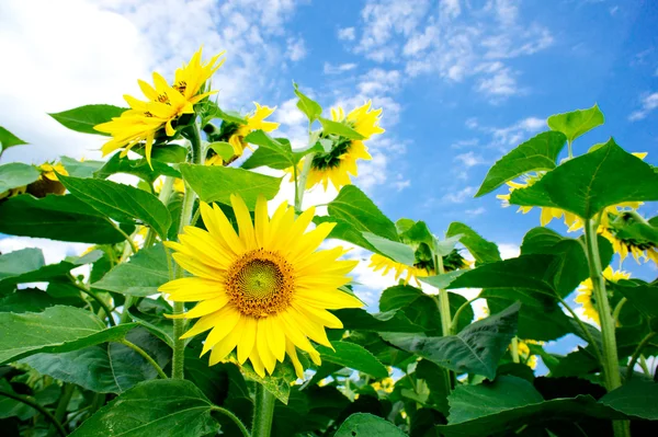 Feines Sommerfeld mit Sonnenblumen . — Stockfoto