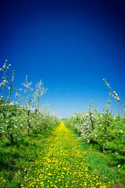 Äppelträdgård på våren. — Stockfoto