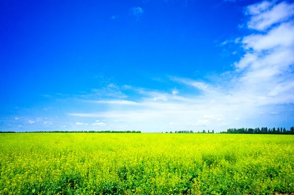 Campo de rapiña vibrante y cielo azul . — Foto de Stock