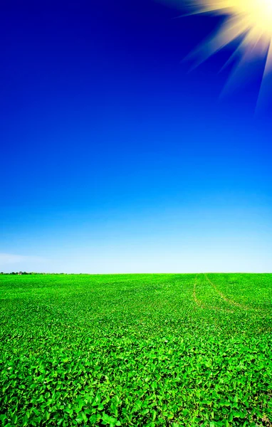 stock image Wonderful cultivated soy field by early summer .